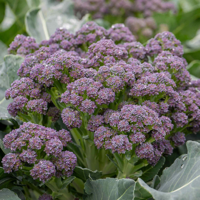 Broccoli Seeds 'Summer Purple'