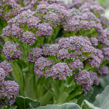 Broccoli Seeds 'Summer Purple'