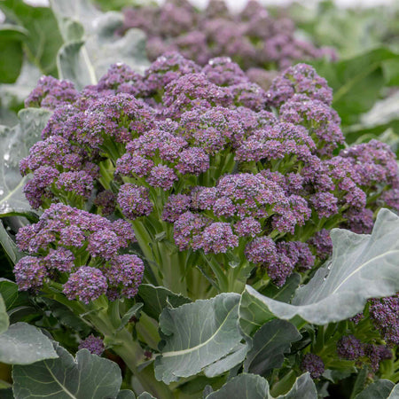 Broccoli Seeds 'Summer Purple'