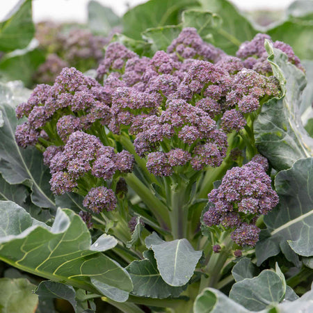 Broccoli Plant 'Summer Purple'