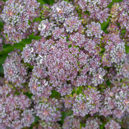 Broccoli Seeds 'Summer Purple'