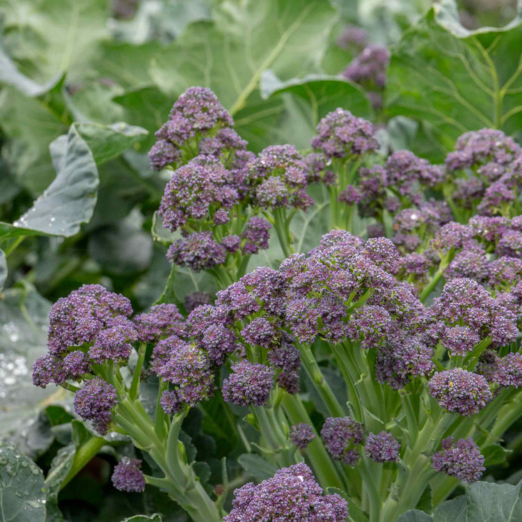 Broccoli Seeds 'Summer Purple'