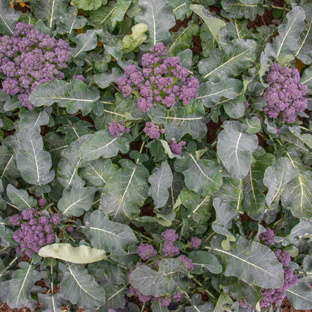 Broccoli Seeds 'Summer Purple'