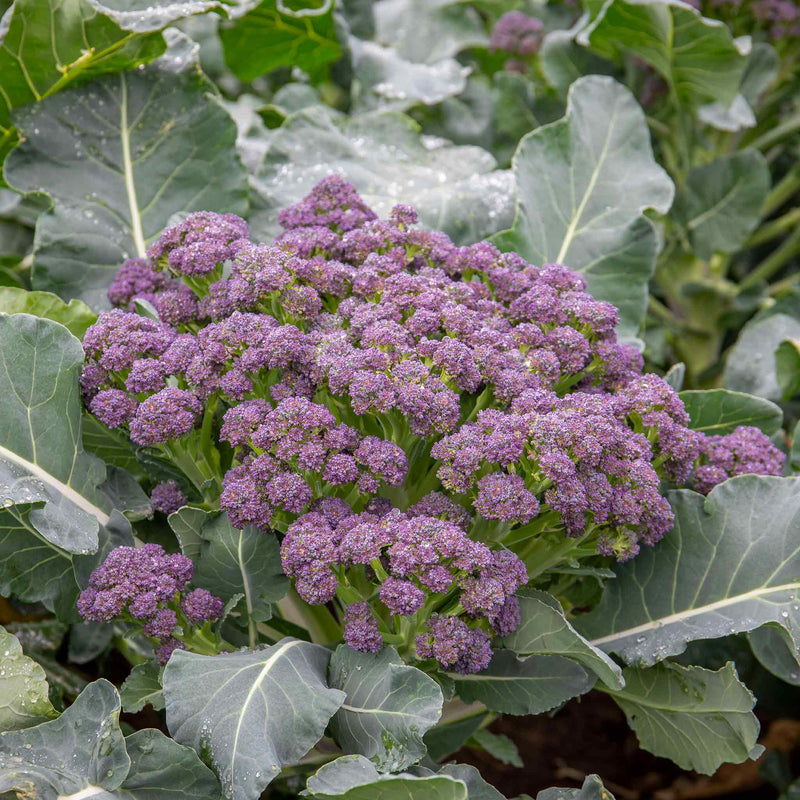 Broccoli Seeds 'Extra Early Rudolph'