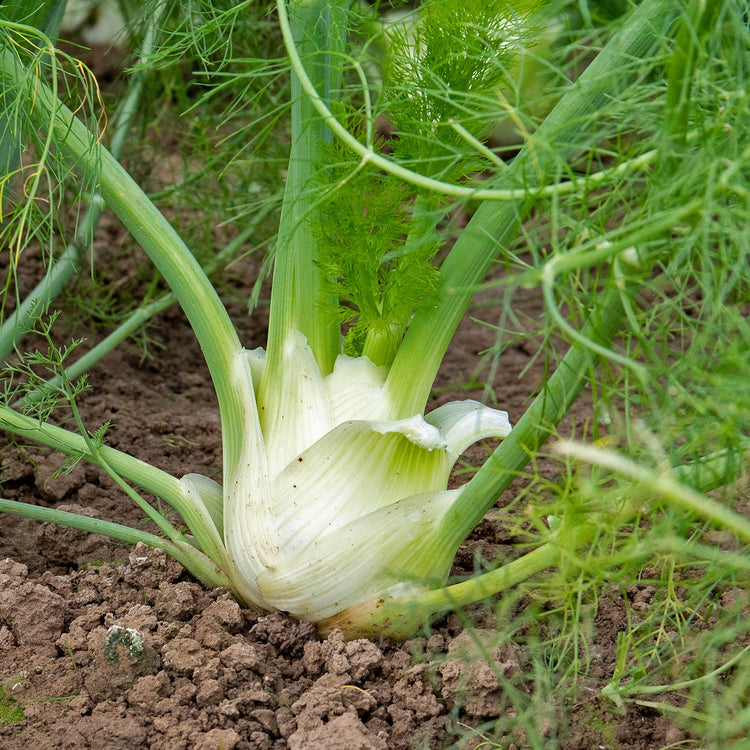 Fennel Seeds ‘Orion’