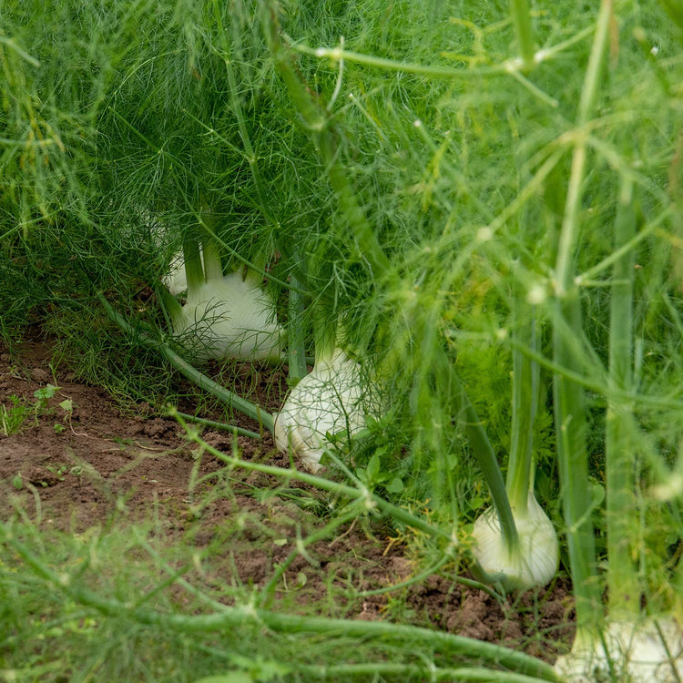 Fennel Seeds ‘Orion’