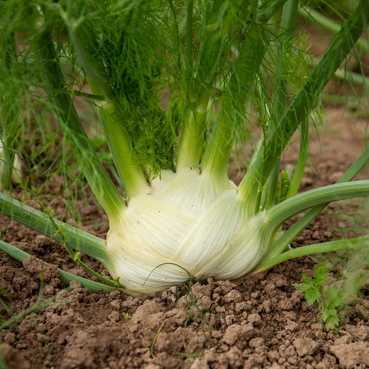 Fennel Seeds ‘Orion’