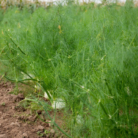 Fennel Seeds ‘Orion’