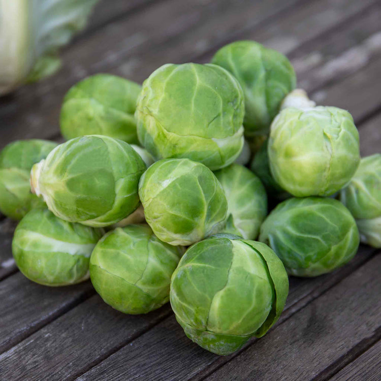 Brussels Sprout Seeds 'Long Crop' Duo Pack