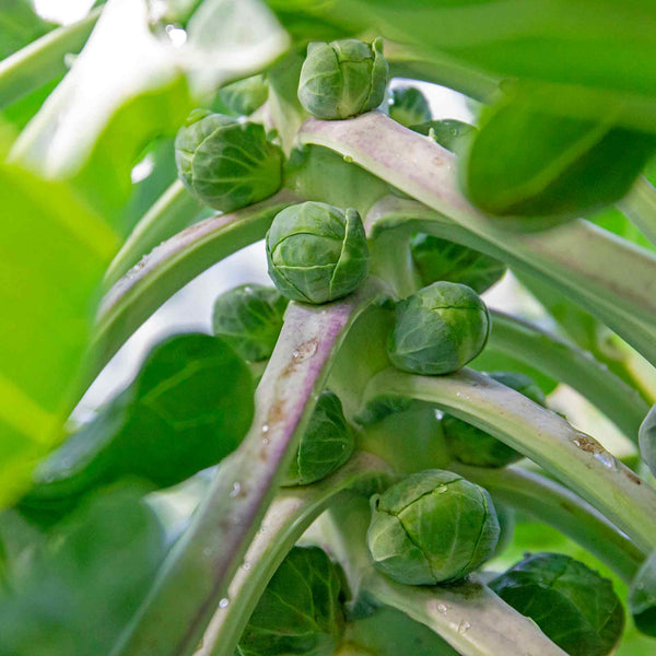 Brussels Sprout Plant 'Clodius'