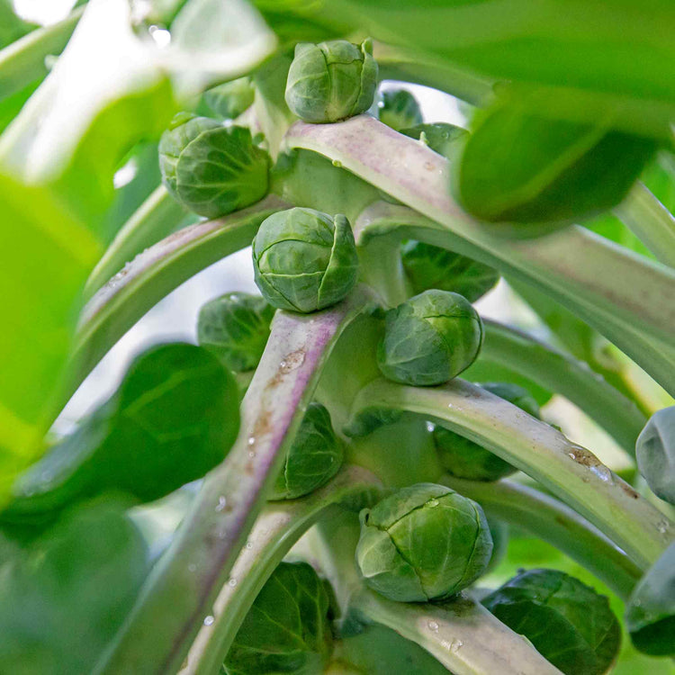 Brussels Sprout Seeds 'Clodius' F1