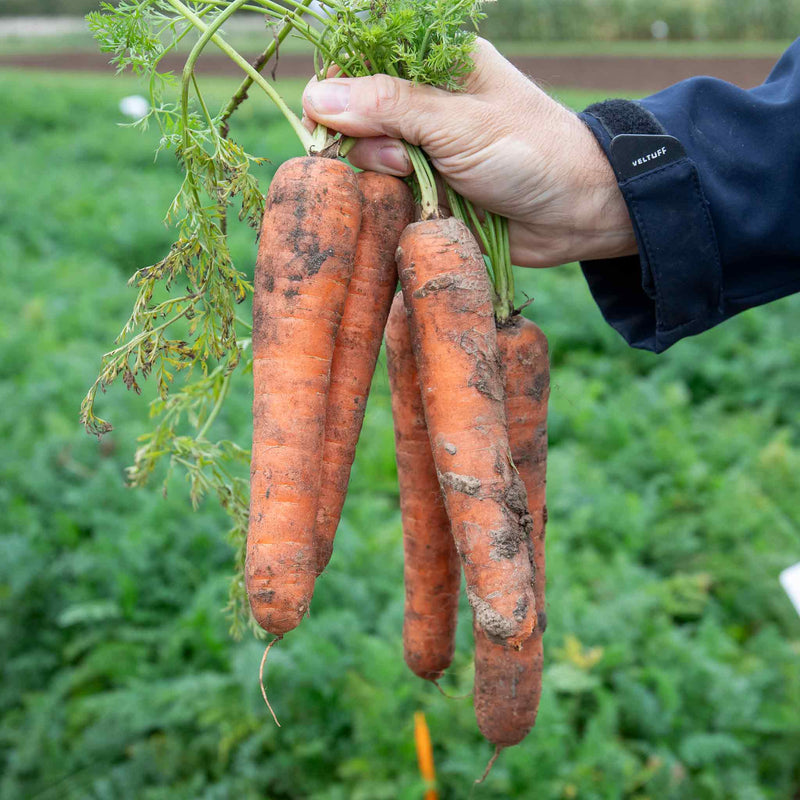 Carrot Seeds 'Nandor' F1