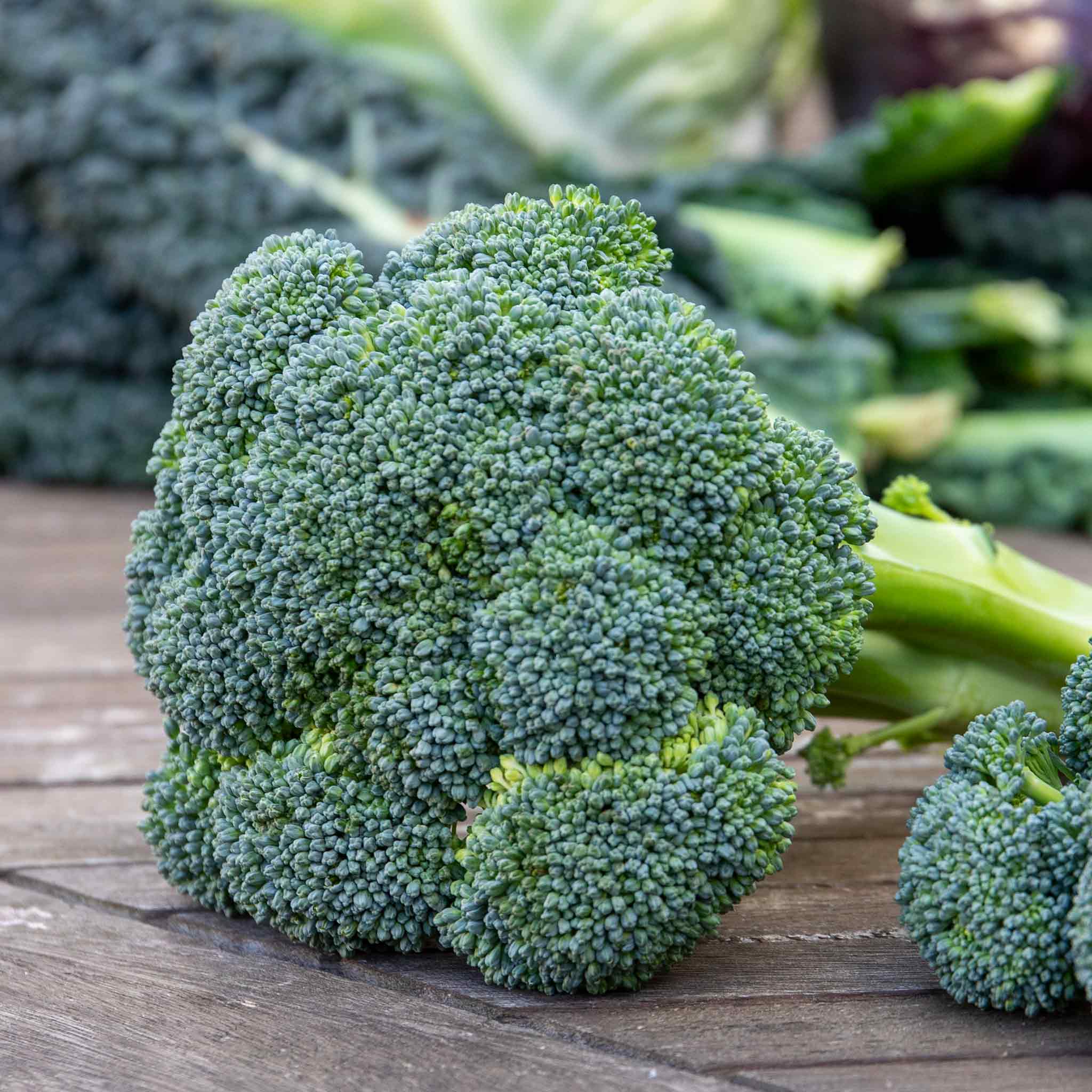 Calabrese Seeds Green Magic F1