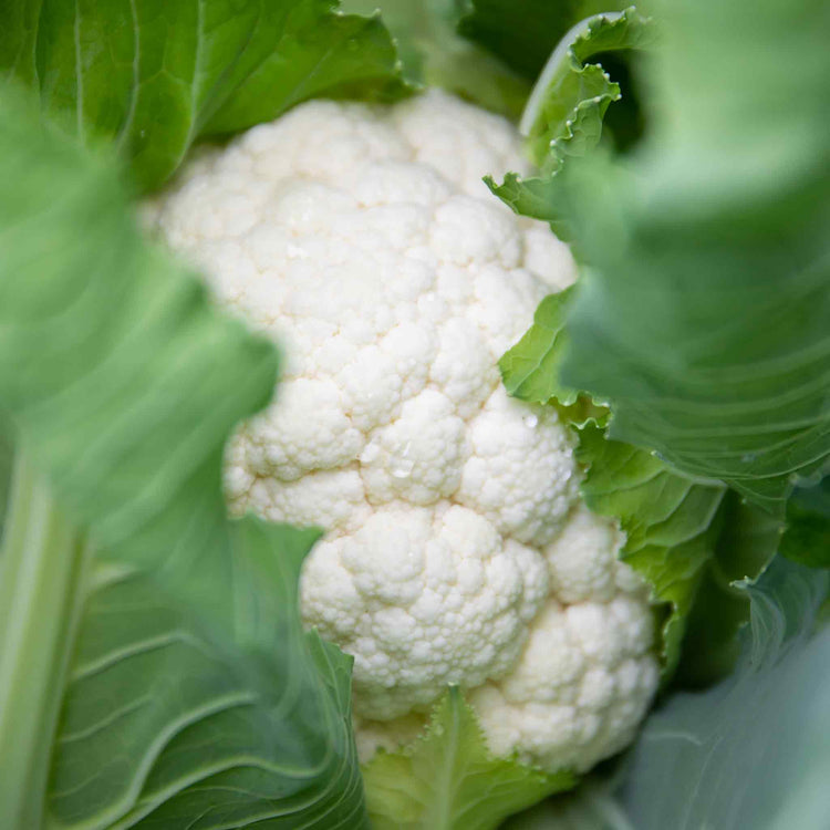 Cauliflower Plant 'Clapton'