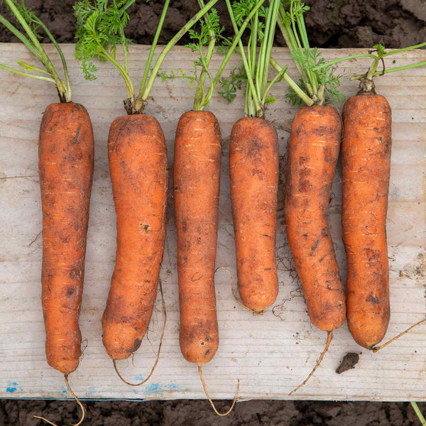 Carrot Seeds 'Marion' F1