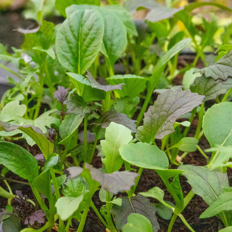 Salad Leaves Seeds 'Provencale Mix'