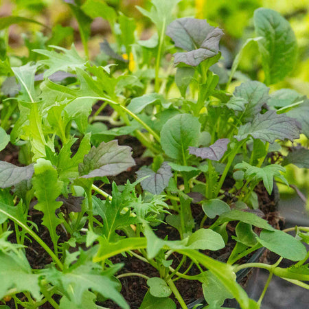 Salad Leaves Seeds 'Provencale Mix'