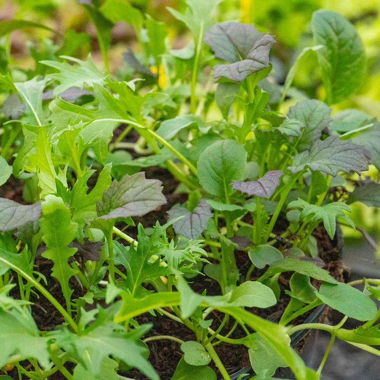Salad Leaves Seeds 'Provencale Mix'