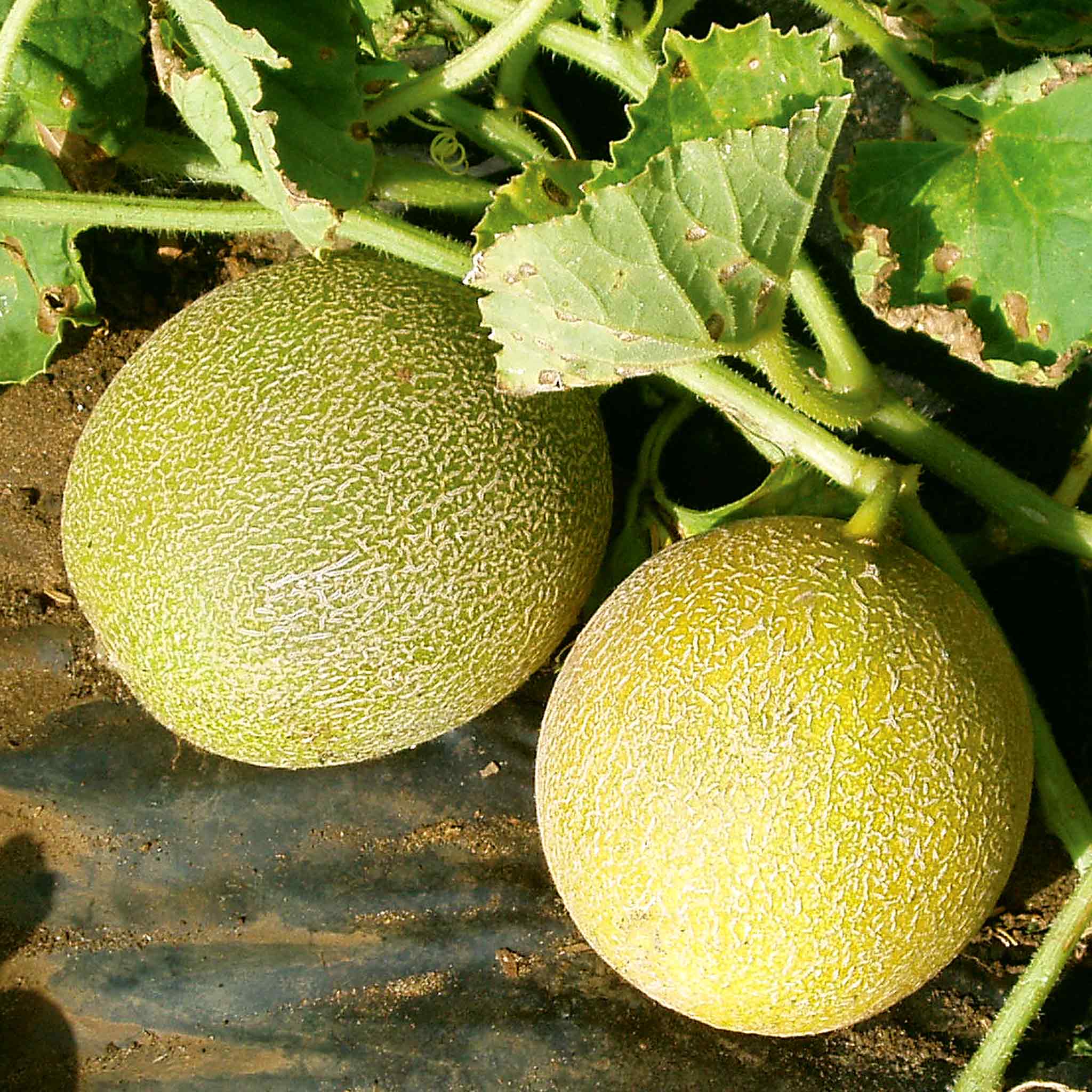 Melon Seeds Outdoor Wonder
