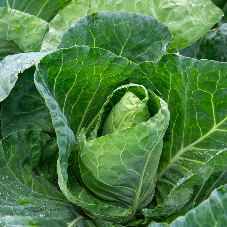 Cabbage Seeds Spring 'Winter Jewel'