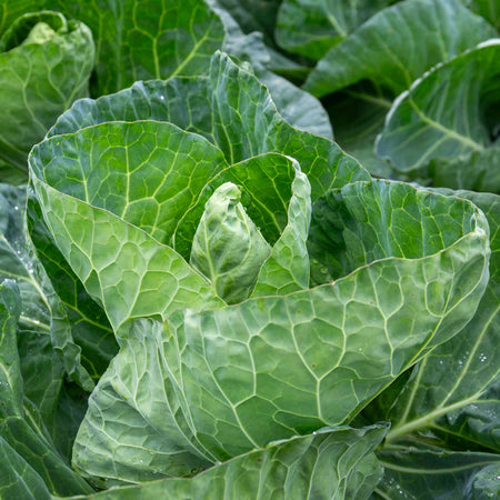 Cabbage Seeds Spring 'Winter Jewel'