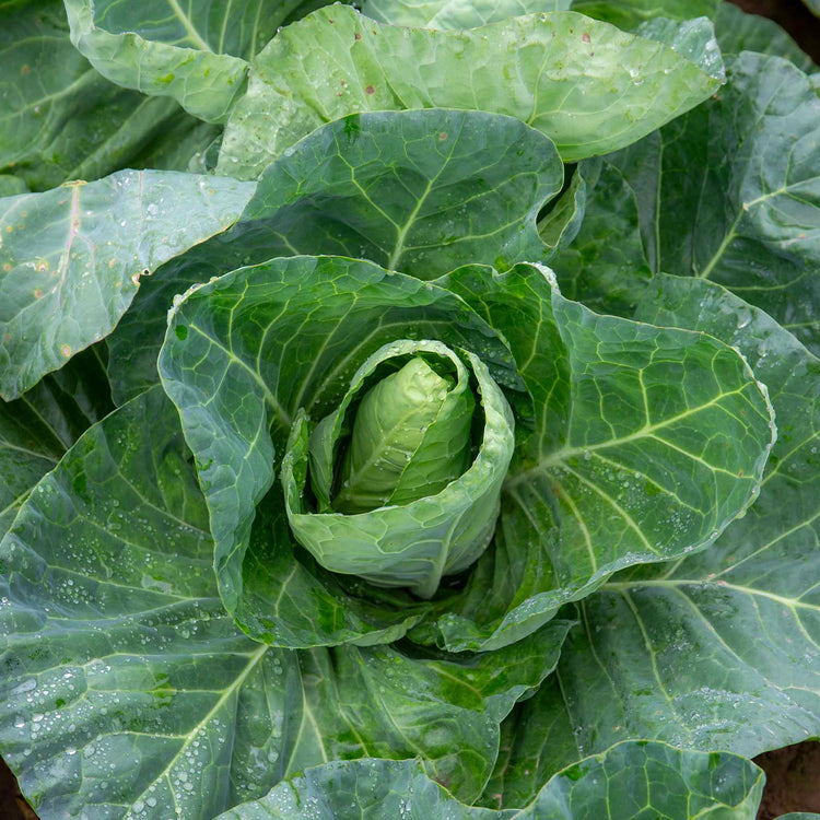 Cabbage Seeds Spring 'Winter Jewel'