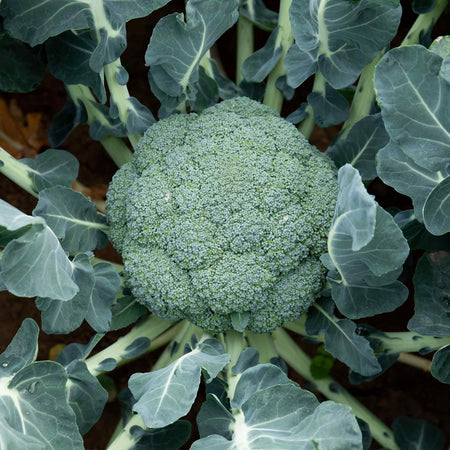 Broccoli Seeds 'Marathon' F1