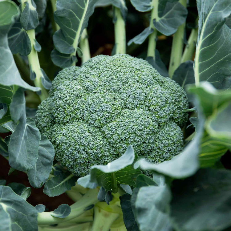 Brassica 'Autumn & Winter Cropping' Collection