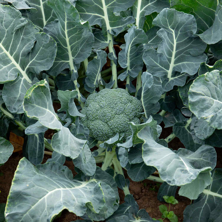 Broccoli Seeds 'Marathon' F1