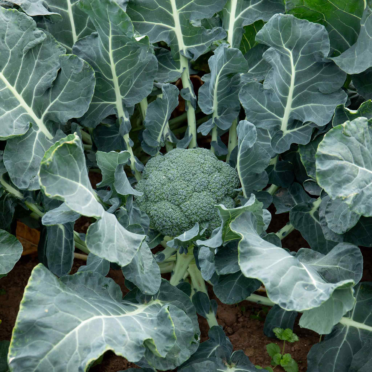 Broccoli 'Marathon' 16 Seedlings - April Despatch | Buy Broccoli ...