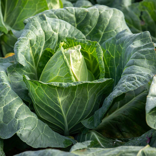 Cabbage Plant 'Duncan'