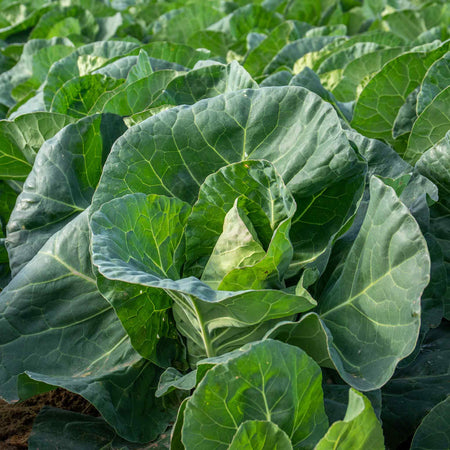 Cabbage Seeds 'Greyhound' F1