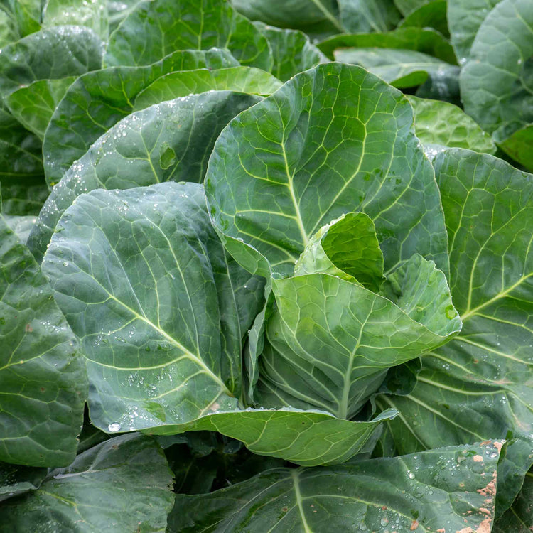 Cabbage Seeds 'Greyhound' F1