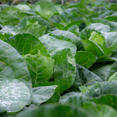 Cabbage Seeds 'Greyhound' F1