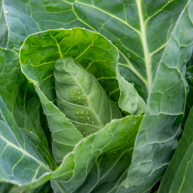 Cabbage Seeds 'Greyhound' F1