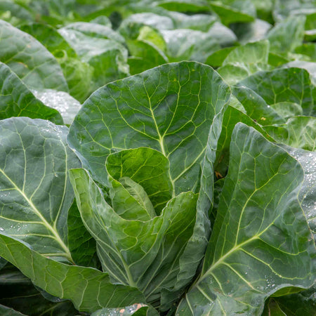 Cabbage Seeds 'Greyhound' F1