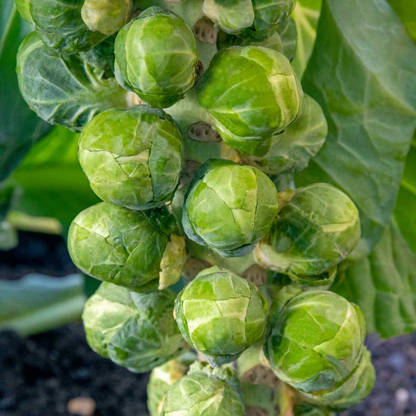 Brussels Sprout Plant 'Crispus'