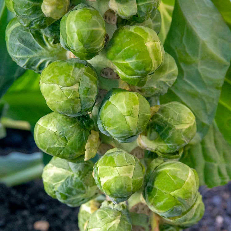 Brassica Plants 'Club Root Resistant Collection'