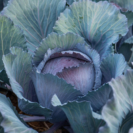 Cabbage Seeds 'Lodero' F1