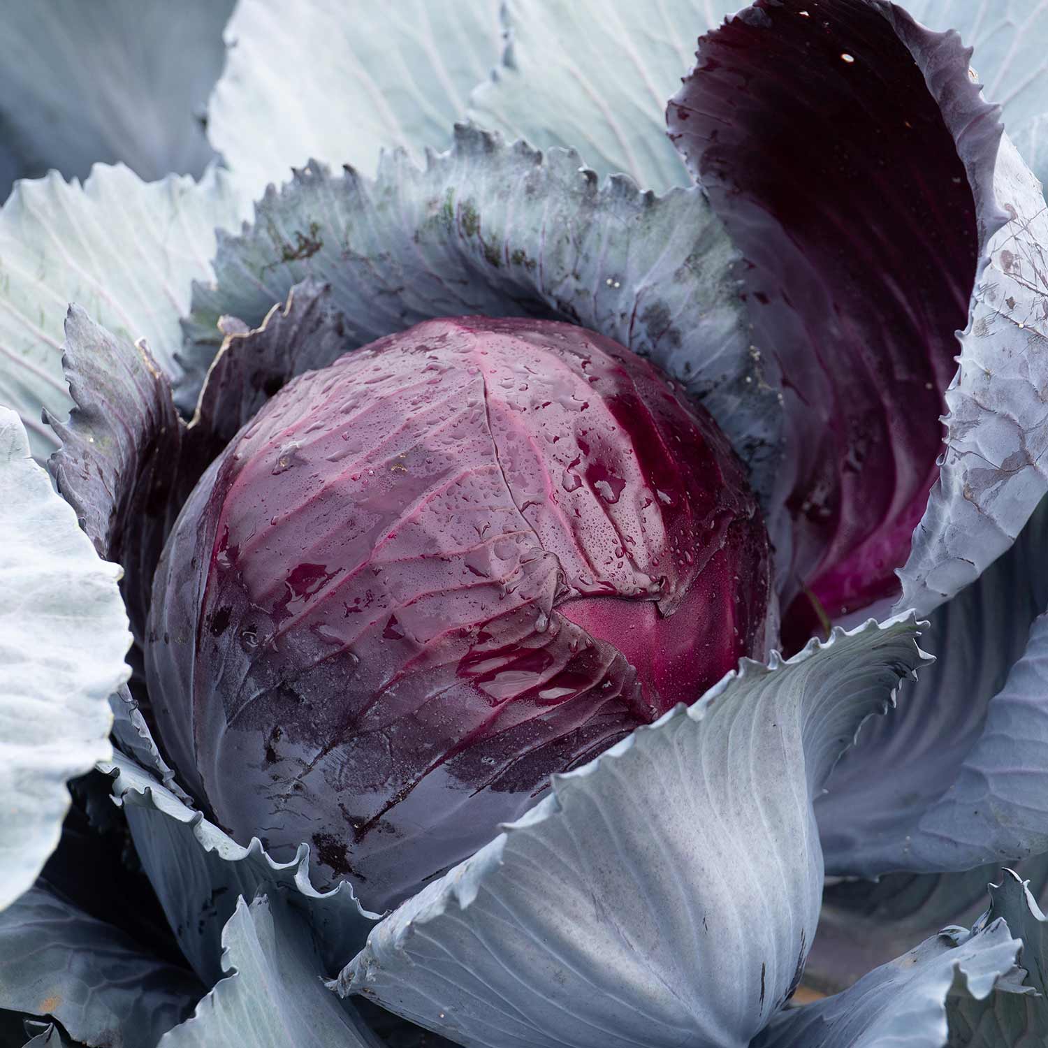 Cabbage Seeds Lodero F1