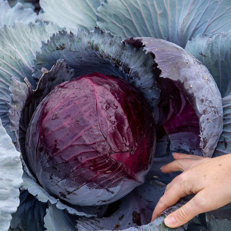 Cabbage Seeds 'Lodero' F1