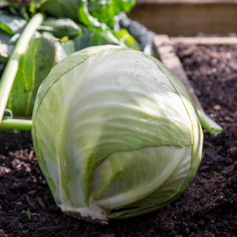 Cabbage Seeds 'Primo 2'