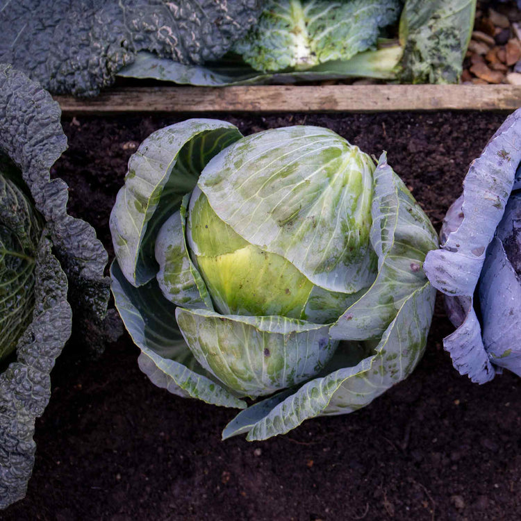 Cabbage Seeds 'Primo 2'