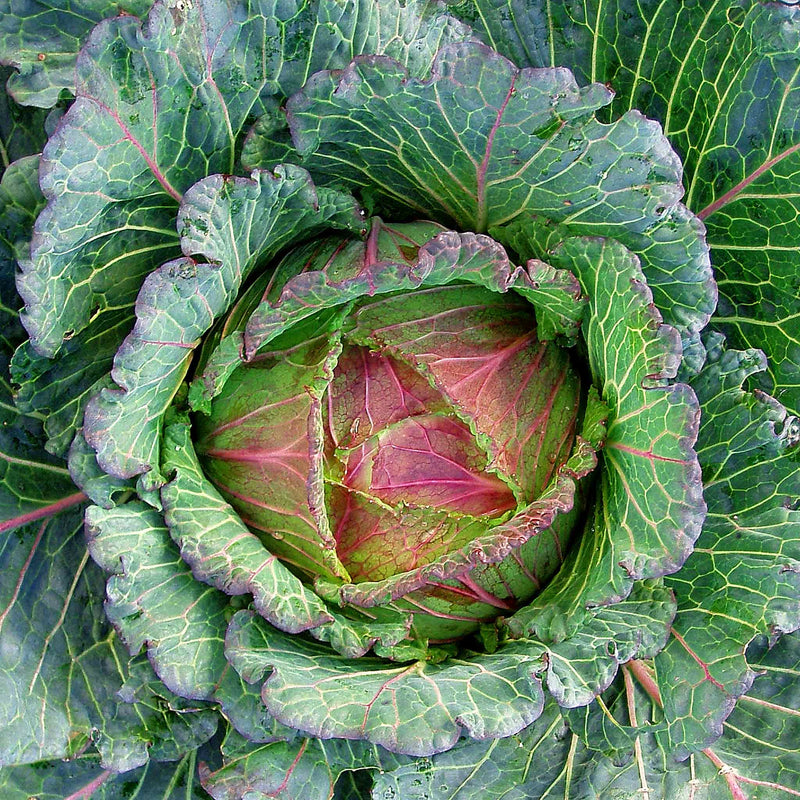 Cabbage Seeds 'Marabel' F1