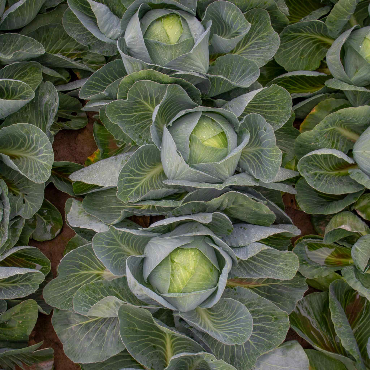Cabbage Seeds 'Kilaxy F1' Buy Cabbage Seeds Online Cabbage Seeds