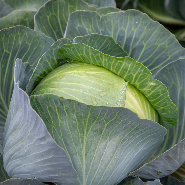 Cabbage Plant 'Kilaxy'