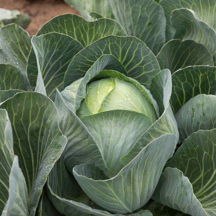 Cabbage Plant 'Kilaxy'