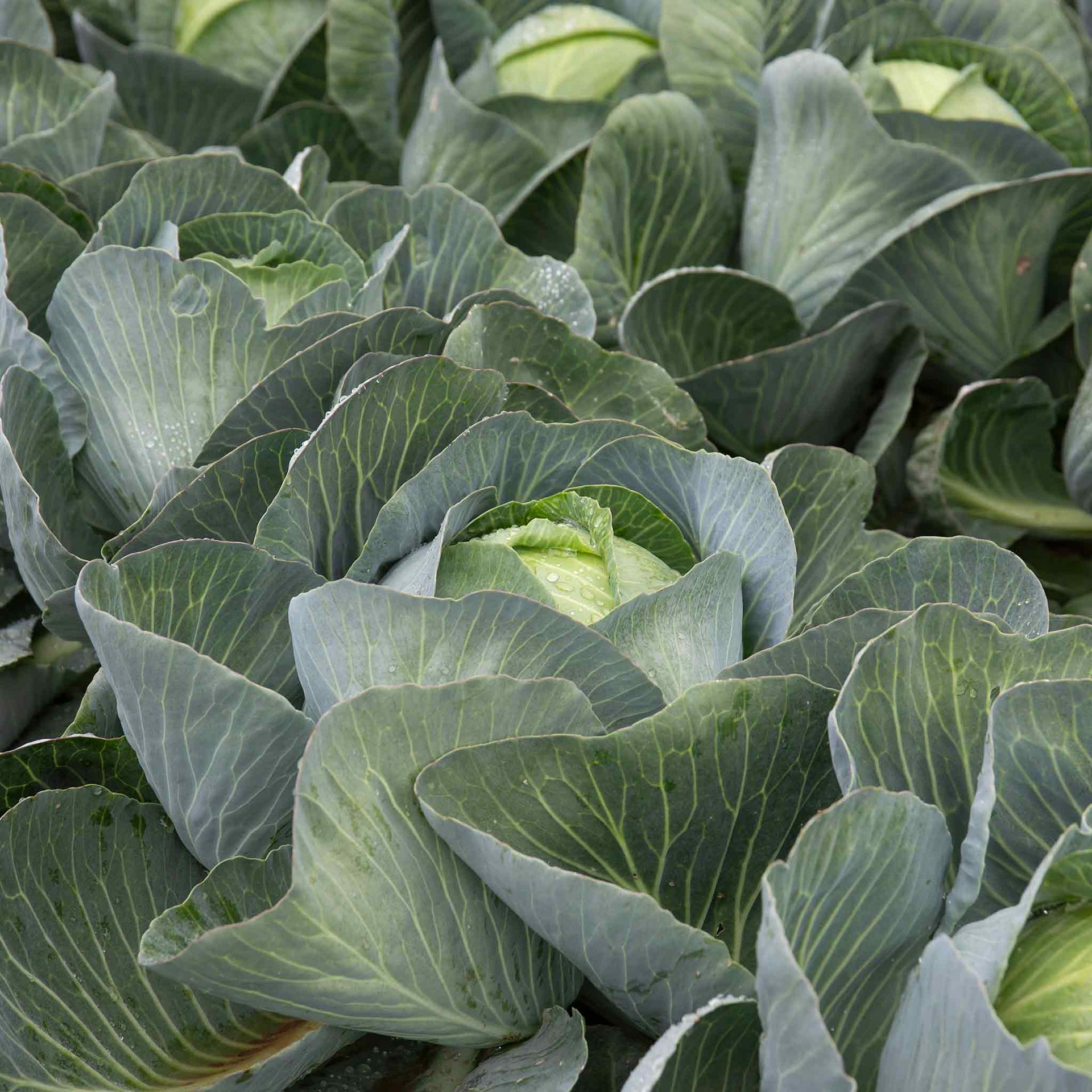 Cabbage Seeds 'Kilaxy F1' Buy Cabbage Seeds Online Cabbage Seeds