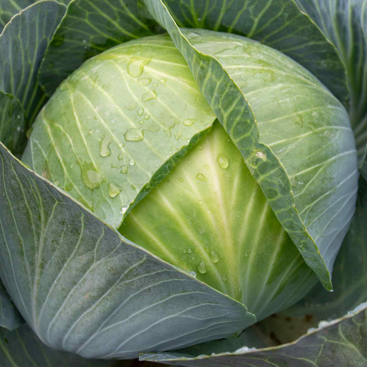 Cabbage Plant 'Kilaxy'