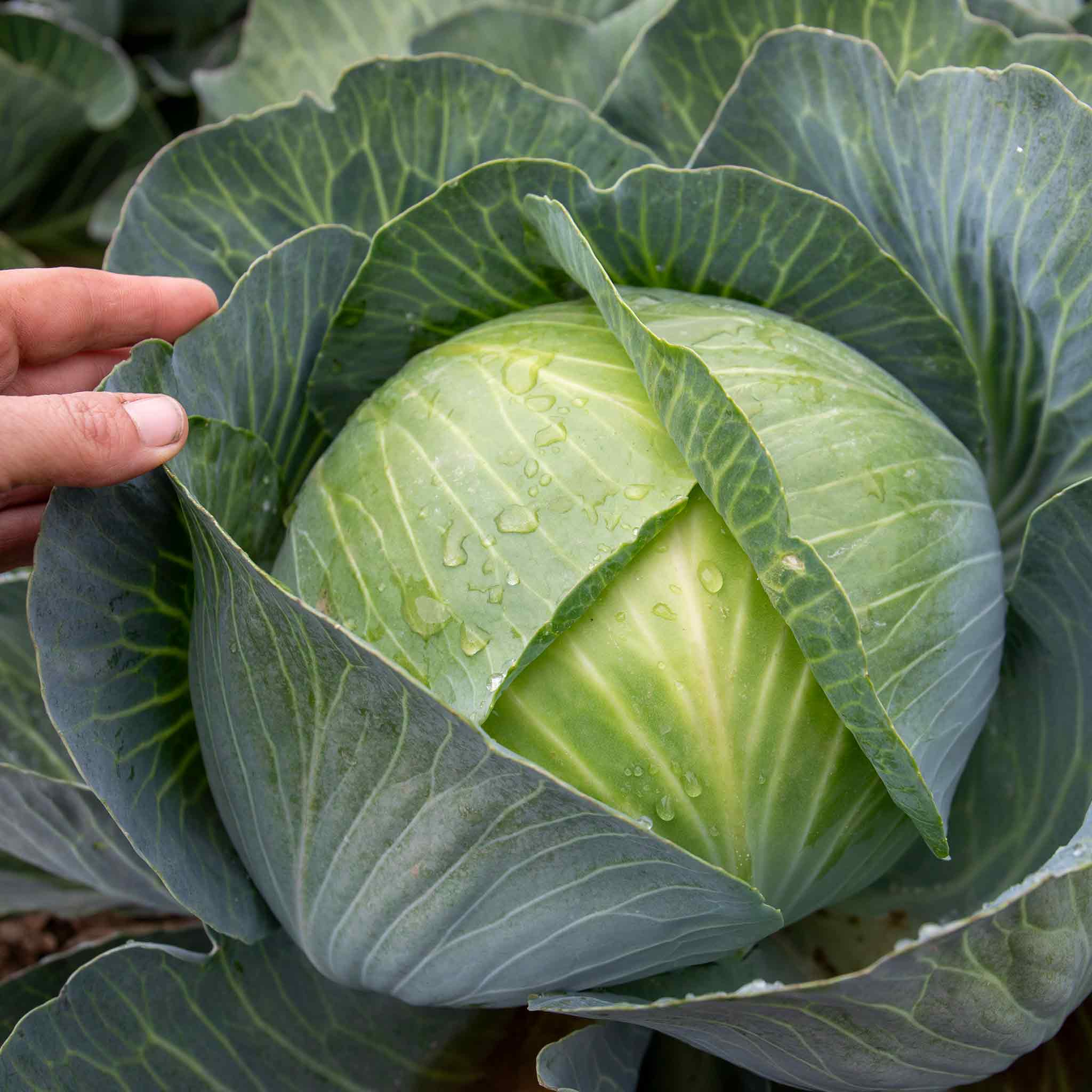 Cabbage Seeds Kilaxy F1